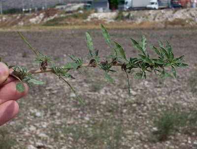 Amaranthus blitoides,
amarante fausse blite,
amaranto,
Amaranto blitoide,
bei mei xian,
bredos,
mat amaranth,
matweed,
matweed amaranth,
Niederliegender Amarant,
prostrate amaranth,
prostrate pigweed,
Spreading Amaranth