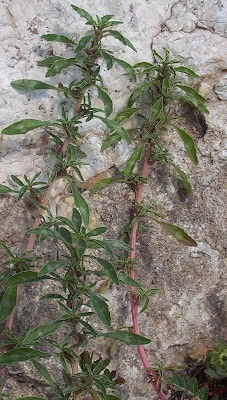 Amaranthus blitoides,
amarante fausse blite,
amaranto,
Amaranto blitoide,
bei mei xian,
bredos,
mat amaranth,
matweed,
matweed amaranth,
Niederliegender Amarant,
prostrate amaranth,
prostrate pigweed,
Spreading Amaranth