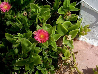 Aptenia cordifolia,
baby sun-rose,
Erba cristallina cordifolia,
Heart Leaf Iceplant,
heart-leaf iceplant,
heartleaf iceplant