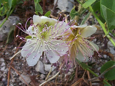 Capparis spinosa,
alcaparra,
alcaparro,
caper,
Caper Plant,
caperbush,
Cappero comune,
Common Caper,
c&acirc;prier,
Kapernstrauch