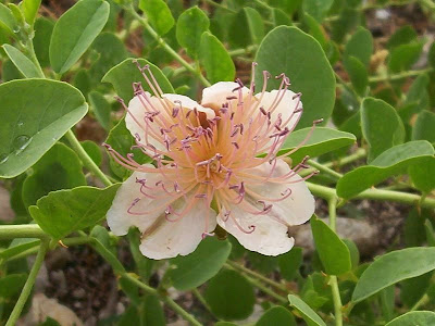Capparis spinosa,
alcaparra,
alcaparro,
caper,
Caper Plant,
caperbush,
Cappero comune,
Common Caper,
c&acirc;prier,
Kapernstrauch