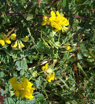 Coronilla valentina,
Cornetta di Valenza,
Mediterranean crownvetch,
Shrubby Scorpion Vetch