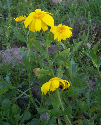 Chrysanthemum segetum,
chrysanth&egrave;me des moissons,
corn chrysanthemum,
corn marigold,
corndaisy,
corona de Rey,
Crisantemo campestre,
Ingrassabue,
malmequer,
marguerite dor&eacute;e,
ojos de los sembrados,
pampilho-das-searas,
Saat-Wucherblume