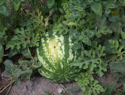 Citrullus lanatus,
Anguria,
Cocomero,
egusi,
egusi watermelon,
Melone d'acqua,
sand&iacute;a,
watermelon,
wild melon