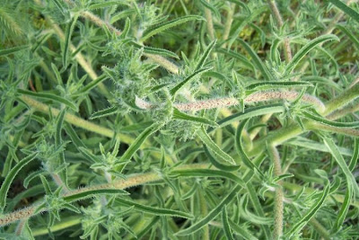 Echium asperrimum,
Viperina ruvidissima