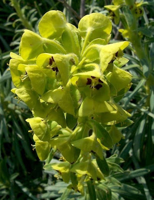 Euphorbia characias,
Albanian spurge,
Euforbia cespugliosa,
Mediterranean Spurge