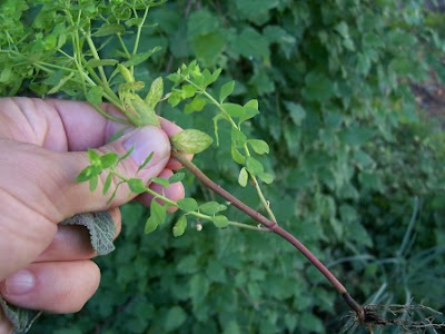 Euphorbia peplus,
alfavaca-venenosa,
Euforbia minore,
euphorbe des jardins,
Garten-Wolfsmilch,
lechetrezna reduela,
leiteira-de-jardim,
petty spurge,
&eacute;sula-redonda
