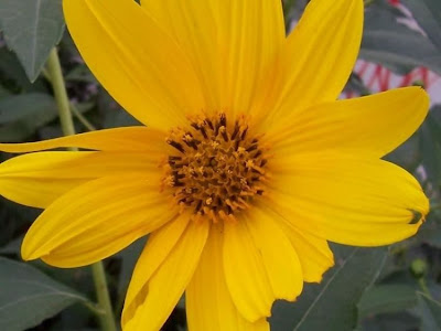 Helianthus tuberosus,
artichaut de J&eacute;rusalem,
batata-tupinamb&aacute;,
casta&ntilde;a de tierra,
girasole,
Girasole del Canad&agrave;,
girassol-batateiro,
girassol-de-batata,
Jerusalem artichoke,
Jerusalem sunflower,
Jerusalem-artichoke,
pataca
