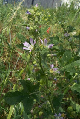 Lavatera cretica,
Cornish mallow,
Cretan-hollyhock,
Kretische Strauchpappel,
lavat&eacute;ra de Cr&ecirc;te,
malva-bastarda,
Malvone di Creta,
Smaller Tree Mallow