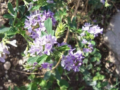 Medicago sativa,
alfalfa,
Erba medica,
Erba Spagna,
Medica,
Purple Medic,
yellow alfalfa