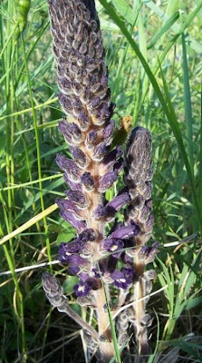 Orobanche lavandulacea,
erva-toura,
Lavender Broomrape,
Succiamele della Psoralea