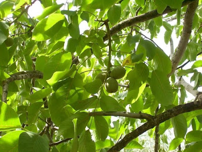 Juglans regia,
Carpathian walnut,
echte Walnu&szlig;,
English walnut,
hu tao,
Madeira walnut,
Noce comune,
nogal com&uacute;n,
nogal europeo,
nogal ingl&eacute;s,
nogueira-comum,
nogueira-europ&eacute;ia,
noyer commun,
Persian walnut,
Walnut