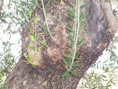 Olea europaea,
African olive,
azeitona,
European olive,
mzaituni,
mzeituni,
Oleastro,
olive,
olive-leaf,
oliveira,
olivier