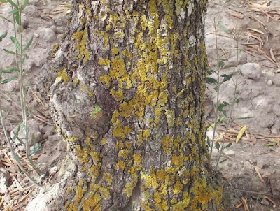 Olea europaea,
African olive,
azeitona,
European olive,
mzaituni,
mzeituni,
Oleastro,
olive,
olive-leaf,
oliveira,
olivier