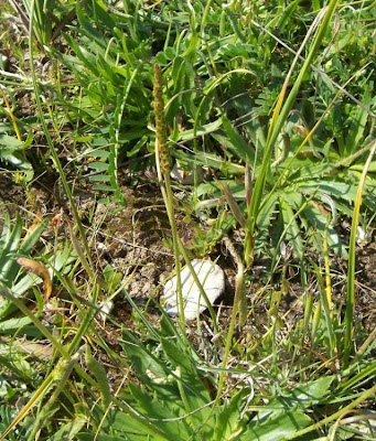 Plantago serraria,
Piantaggine seghettata,
Toothed Plantain