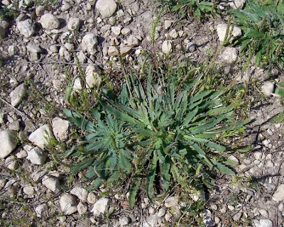 Plantago serraria,
Piantaggine seghettata,
Toothed Plantain