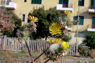 Picris hieracioides,
Aspraggine comune,
Aspraggine spinosetta,
Gemeines Bitterkraut,
hawkweed oxtongue,
Lattajola,
parracas,
picris fausse-&eacute;pervi&egrave;re,
rapa-saias,
serralha