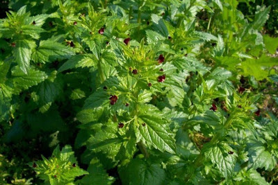Scrophularia peregrina,
Mediterranean figwort,
Nettle Leaved Figwort,
Scrofularia annuale
