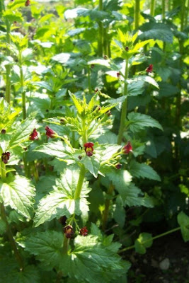 Scrophularia peregrina,
Mediterranean figwort,
Nettle Leaved Figwort,
Scrofularia annuale