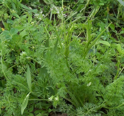 Scandix pecten-veneris,
Acicula comune,
Pettine di Venere,
shepherd's needle,
shepherd's-needle,
shepherdsneedle,
Spillettoni,
Venus'-comb,
Venus's Comb