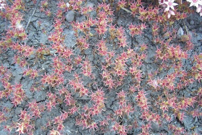 Sedum caespitosum,
Borracina cespugliosa,
Broad Leaved Stonecrop