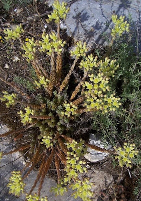 Sedum anopetalum,
Borracina biancastra