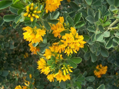 Medicago arborea,
alfalfa arb&oacute;rea,
alfalfa-gigante,
amourette jaune,
Baumschneckenklee,
Erba medica arborea: Ginestrone,
luzerne arborescente,
moon trefoil,
tree medic,
Tree Medick
