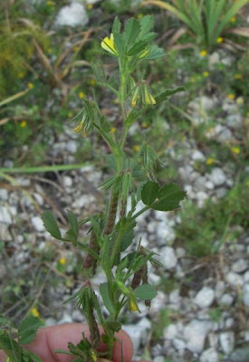 Ononis ornithopodioides,
Bird Restharrow,
Ononide simile all'uccellina