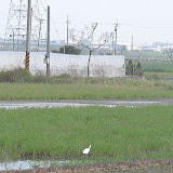 雨后有蟲吃的白鷺