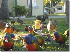 MACKAY 047