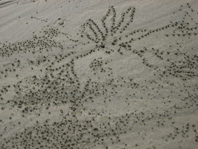 [CAPEHILLSBOROUGH0152.jpg]