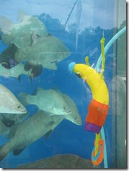 AIRLIE BEACH 041