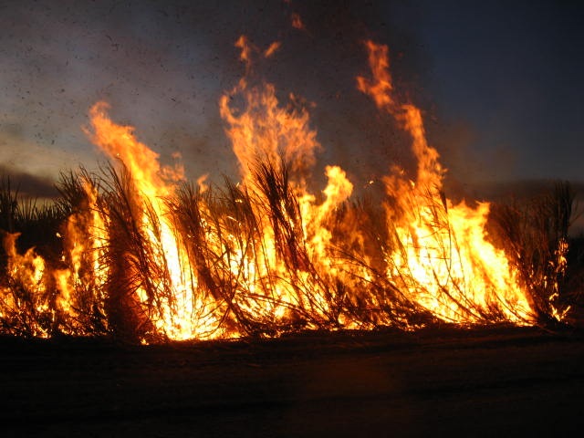 [CANE0142.jpg]