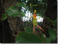 DAINTREE 026