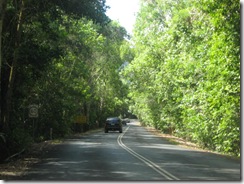 DAINTREE 019