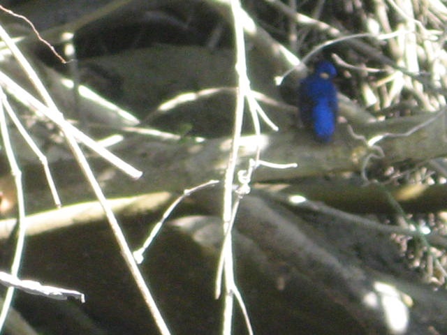 [DAINTREE1132.jpg]