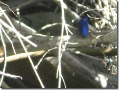 DAINTREE 113