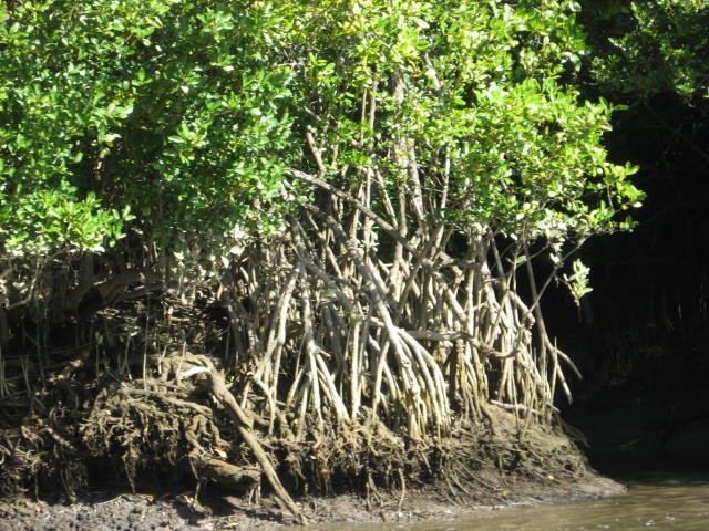 [DAINTREE1342.jpg]