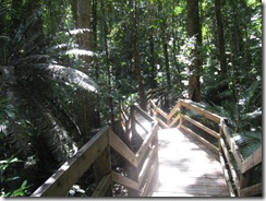 DAINTREE 082