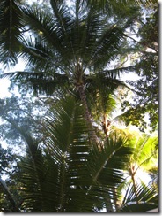 WONGA BEACH 010