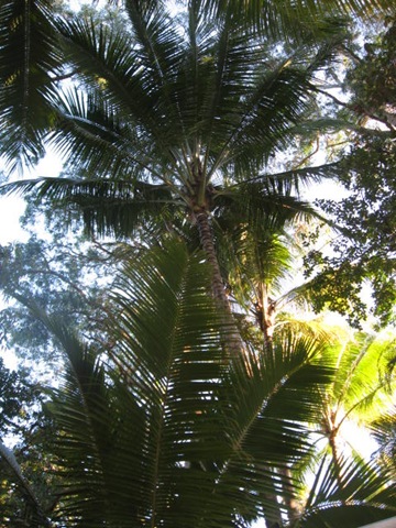[WONGABEACH0102.jpg]