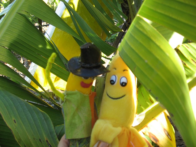 [THE BIG BANANA 024[2].jpg]