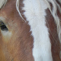 Caballo