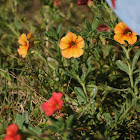 Petunia MiniBells (volunteers)