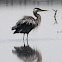 great blue heron