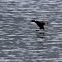 Surf Scoter