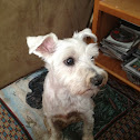 Schnauzer
