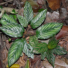 Pin striped Calathea