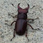 Common Stag Beetle
