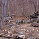 Hyena